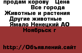 продам корову › Цена ­ 70 000 - Все города Животные и растения » Другие животные   . Ямало-Ненецкий АО,Ноябрьск г.